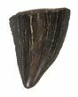 Serrated Tyrannosaur Tooth Tip - Montana #42901-1